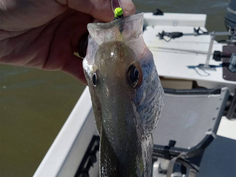 BaiBai Baits | Tim Pentecost Weiss Lake Crappie Fishing Guide