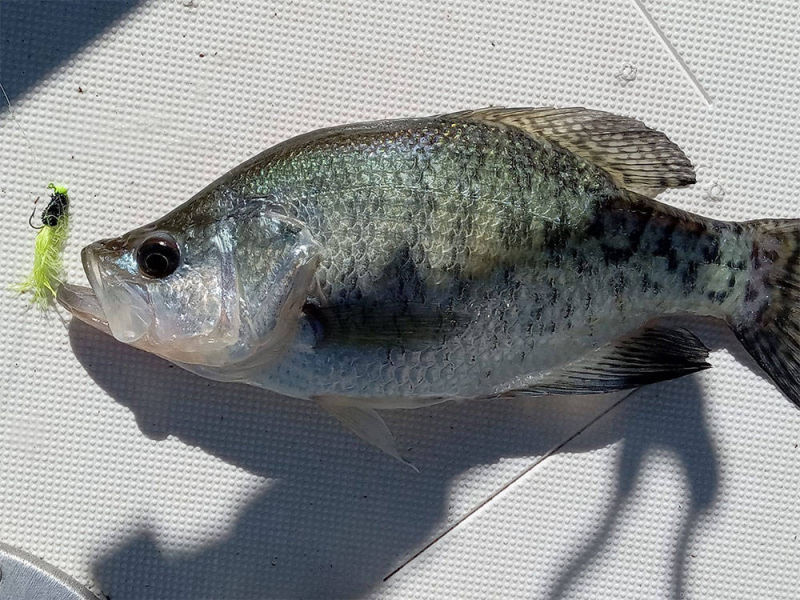 Weiss Lake Crappie | BaiBai Baits