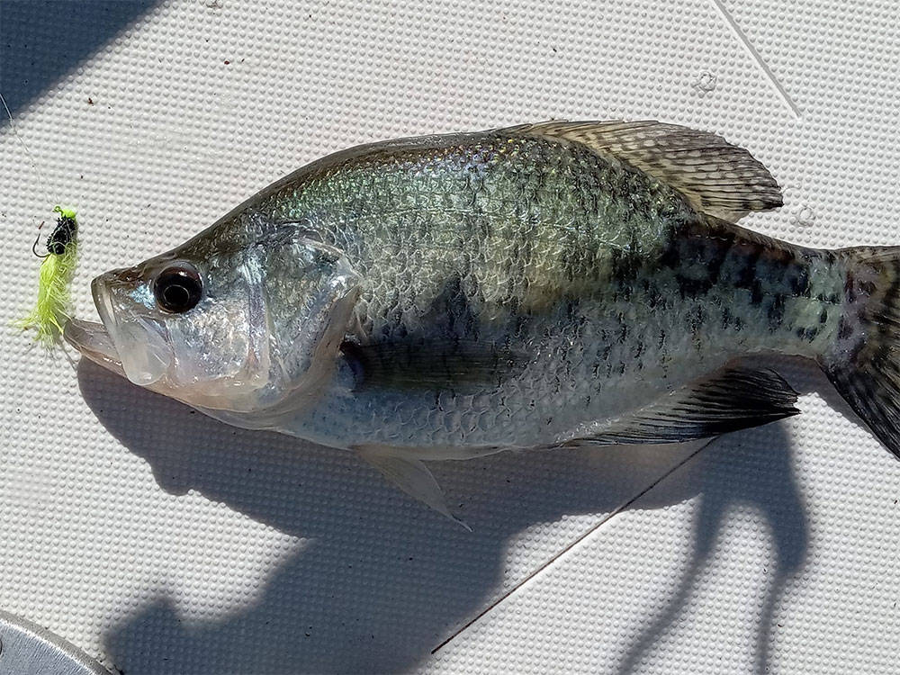 Weiss Lake Crappie | BaiBai Baits