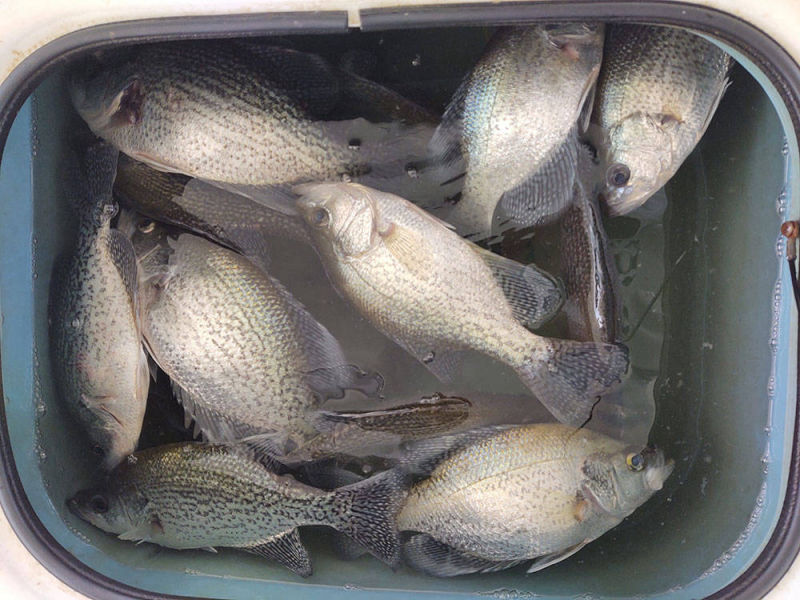 Weiss Lake Crappie Fishing Report | June 2022 | Pentecost Fishing